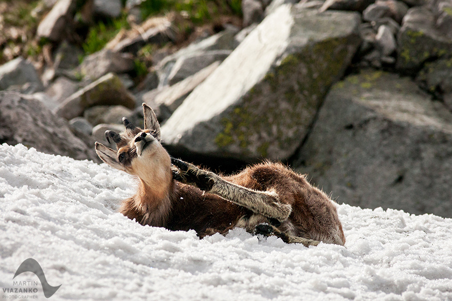 kamzik vrchovský tatranský, rupicapra rupicapra tatrica, chamois, gemse, wildlife, photo, divoká príroda, kamzík alpský, vysoké tatry, foto, high tatras